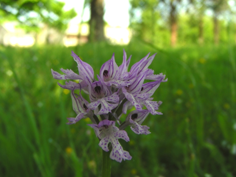 Orchidea dal parco dei gessi (BO) 4